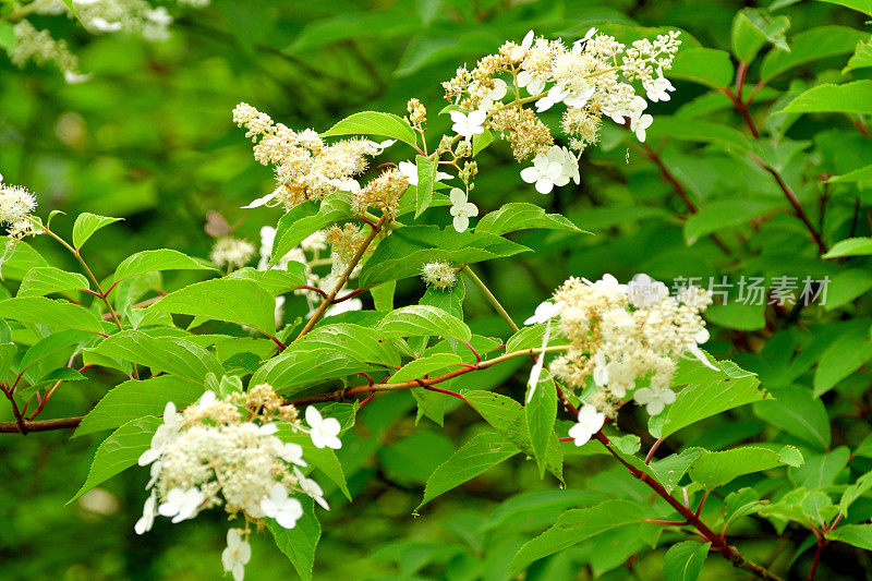 绣球花/圆锥花序绣球花